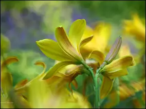 Żółte kwiaty liliowca