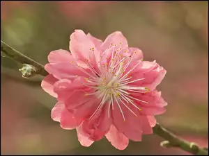 Gałązka z kwiatem migdałka