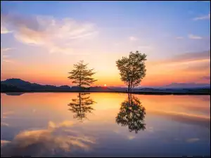 Drzewa odbite w jeziorze o zachodzie słońca