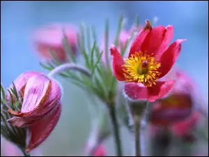 Różowe kwiaty sasanki z rozmytym tłem