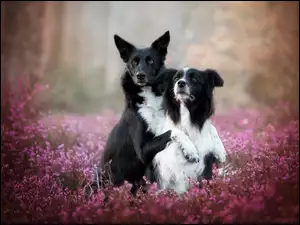 Dwa psy Border collie w obięciach pozują do zdjęcia we wrzosie
