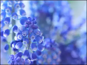Niebieskie kwiaty szafirka na rozmytym tle