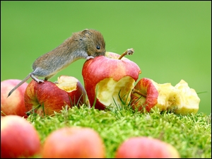 Mała myszka zajada jabłka na łące