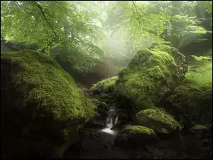 Leśny potok płynący po omszałych kamieniach pośród skał
