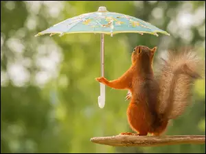 Wiewiórka z parasolką w łapce