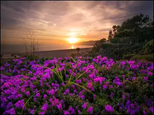 Kwiatowe wzgórze nad morzem w blasku zachodzącego słońca
