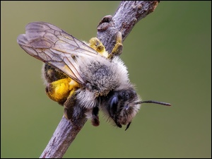 Pszczoła na patyku w zbliżeniu