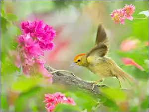 Ptaszek z rozpostartymi skrzydłami na wiosennym drzewie