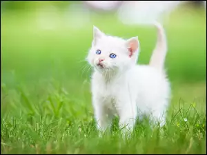 Biały niebieskooki kotek na trawie