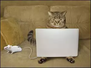 Kot z laptopem siedzi na kanapie obok myszki