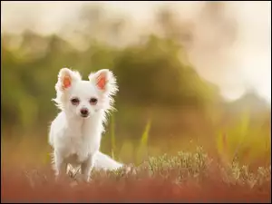 Chihuahua długowłosa w trawie z rozmytym tłem