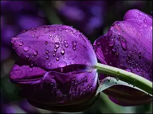 Fioletowe tulipany w kroplach deszczu