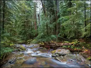 Rzeka płynąca po kamieniach przez las