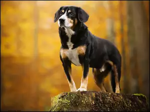 Pies prezentuje swoją sylwetkę na pniu drzewa