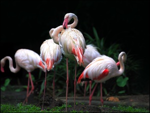 Flamingi pośród roślin