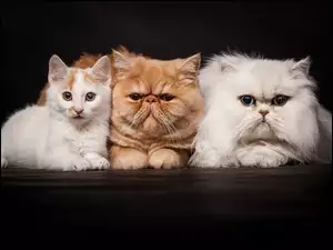Trzy koty wpatrzone w obiektyw