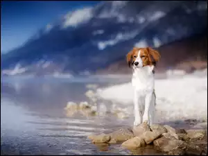 Pies płochacz holenderski stoi na kamienistym brzegu jeziora