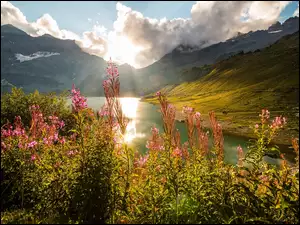 Górski krajobraz z kwiatami nad rzeką o poranku