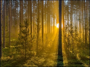 Przebijające promienia słońca zaglądają do lasu