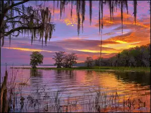 Gałązki drzew zwisające nad jeziorem Istokpoga na Florydzie o zachodzie słońca