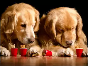 Dwa psy rasy Golden retriever zaglądają do czerwonych kubków