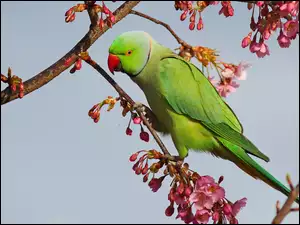 Papuga Aleksandretta na gałązce kwitnącej wiśni