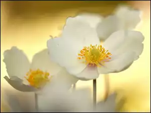 Białe kwiaty leśnego zawilca wielkokwiatowego