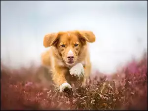 Pies Retriever z Nowej Szkocji biegnie na łące przez wrzosy