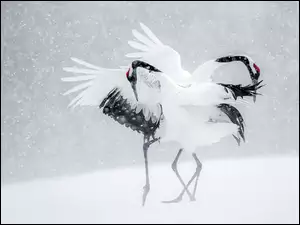 Żurawie tańczą na śniegu