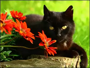 Czarny kot przy czerwonych gerberach