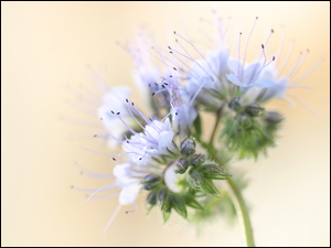 Kwiaty Facelii błękitnej
