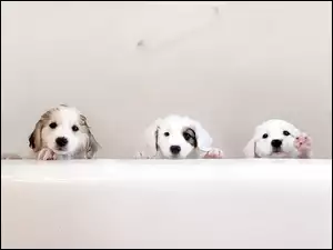 Trzy szczeniaczki Labrador Retriever
