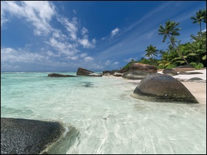 Palmy przy plaży z kamieniami nad morzem