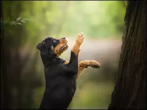 Szczeniak Rottweiler z wyciągniętymi łapkami przy drzewie