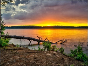 Powalone drzewo na jeziorze w blasku zachodzącego słońca