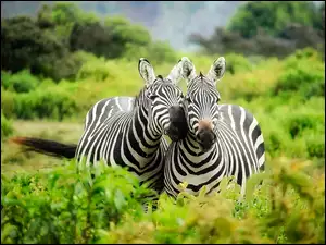 Dwie zebry pośród roślinności