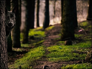 Owczarek niemiecki skrył się za drzewem w lesie