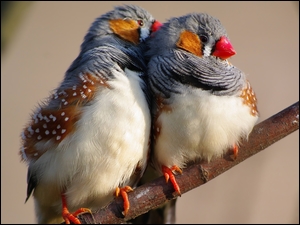 Dwa ptaki zeberki siedzą na gałązce