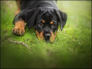 Szczeniak Rottweiler leży na trawie