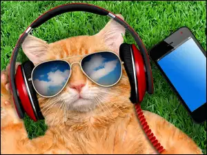 Muzykalny kot w okularach przeciwsłonecznych leży na trawie