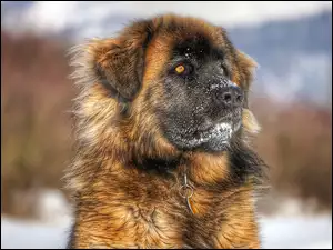 Pies rasy Leonberger