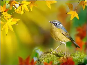 Ptak Modraczek Białobrewy na mchu wśród jesiennych liści