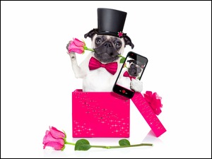 Buldog francuski w cylindrze i różą w pyszczku robi selfie w urodzinowym pudełku