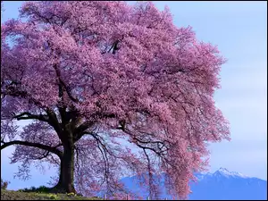 Drzewo kwitnące na różowo z górami w oddali