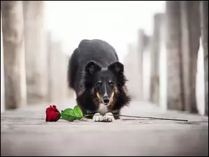 Owczarek szetlandzki waruje przed różą