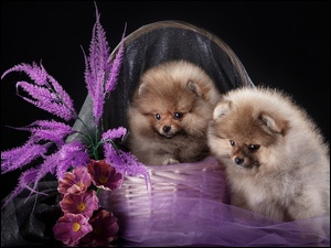 słodkie szczeniaki rasy Pomeranian w koszyku z tiulem i kwiatkami