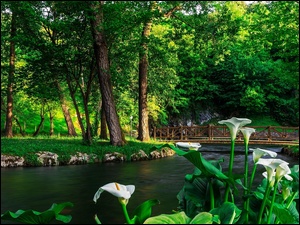 Widok na rzekę mostek drzewa i kalie w parku