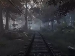 Tory kolejowe w otoczeniu drzew i kamieni z mgiełką zakradającą się do lasu