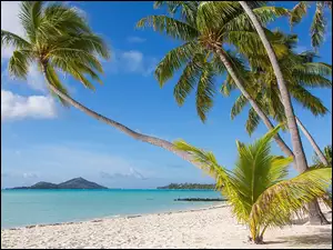 Plaż z palmami zwróconymi ku morzu