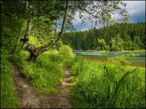 Ścieżki pod drzewami przy leśnym jeziorze latem